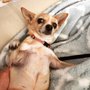 Photo of Paws On Pet Sitting