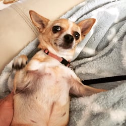Paws On Pet Sitting