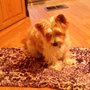 Aunt Kate's Pampered Pooches