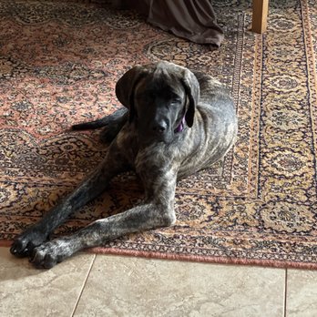 Mastiffs to Mutts - Ruby - Pet Adoption Near Me Mastiffs to Mutts - Ruby - Pet Adoption Near Me