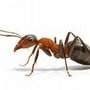 Photo of Akridge Pest Control LLC.