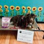 Photo of State 48 Dog Training & Service Dogs
