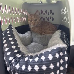 Gardner Animal Care Center - My sunny in his carrier waiting to be seen