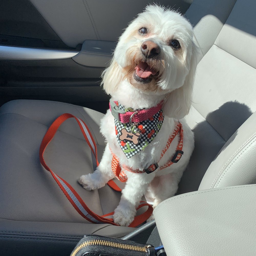 We Groom Pets - Maltipoo - Pet Groomers Near Me - Downey, California We Groom Pets - Maltipoo - Pet Groomers Near Me - Downey, California