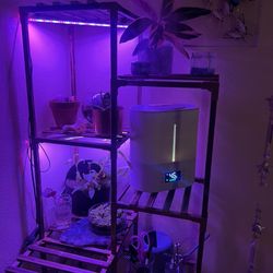 Sierra Water Plant Shop - My stromanthe triostar is thriving!