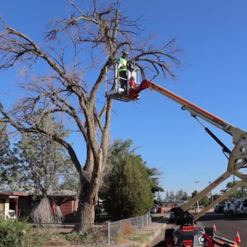 Maven Tree Services - Tree Services Near Me