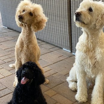Clickstart Dog Training Academy - Patches behaving well with older dogs. - Pet Training Near Me - Lake Forest, California Clickstart Dog Training Academy - Patches behaving well with older dogs. - Pet Training Near Me - Lake Forest, California