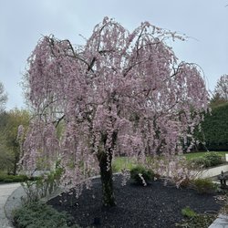 McKinney Brothers Tree Service - Spring blossoms