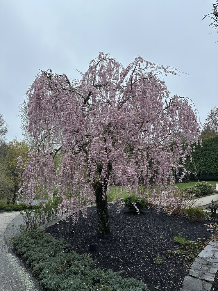 McKinney Brothers Tree Service - tree service in Westwood, MA