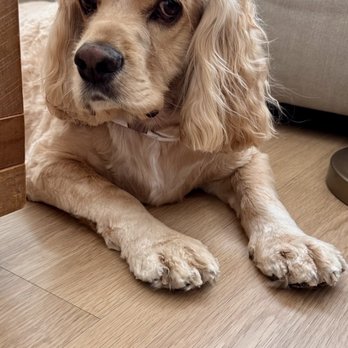 Fluff City Pet Spa - Pet Groomers Near Me - Newbury Park, California
