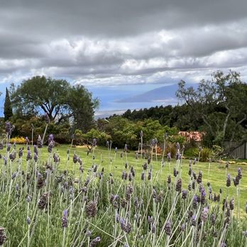 Ali'i Kula Lavender - Tours Near Me - Kula, Hawaii Ali'i Kula Lavender - Tours Near Me - Kula, Hawaii
