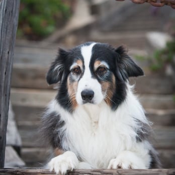 Beach Dog Photo - Woody - Pet Photography Near Me