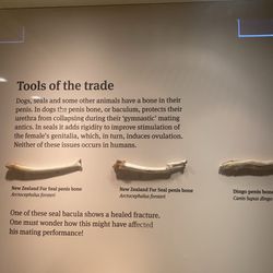 South Australian Museum - Bringing the knowledge