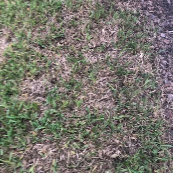 Taylor Anthony 365 - disease - Landscaping Near Me - Hilden, Florida