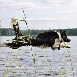 Geese Peace LLC