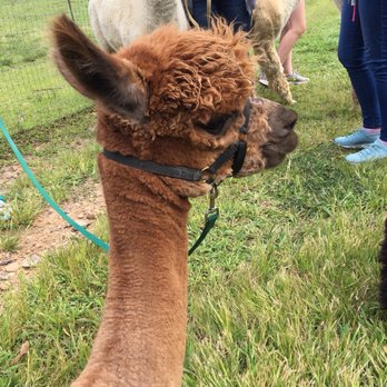 Bluebird Farm Alpacas - Halter lesson with Nirvana - Attraction Farms Near Me - Peapack, New Jersey Bluebird Farm Alpacas - Halter lesson with Nirvana - Attraction Farms Near Me - Peapack, New Jersey