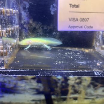 Elegant Reef - Tropical Fish Studio - Aquarium Services Near Me - San Antonio, Texas Elegant Reef - Tropical Fish Studio - Aquarium Services Near Me - San Antonio, Texas