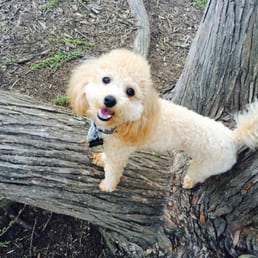Love the shorter trees the pups can climb! Love the shorter trees the pups can climb!