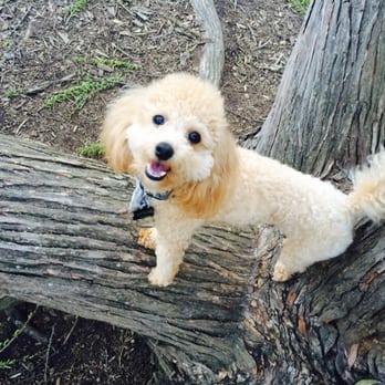 Millbrook Exchange Dog Park - Love the shorter trees the pups can climb! - Dog Parks Near Me - Raleigh, North Carolina Millbrook Exchange Dog Park - Love the shorter trees the pups can climb! - Dog Parks Near Me - Raleigh, North Carolina