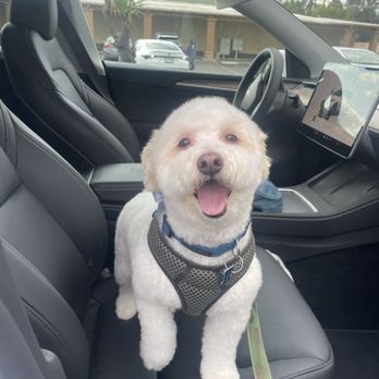 Pawsh Pets - So happy & clean! - Pet Groomers Near Me - Claremont, California Pawsh Pets - So happy & clean! - Pet Groomers Near Me - Claremont, California