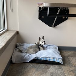Four Seasons Veterinary Services - Romeo waiting patiently in a clean and comfortable bed.