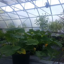Lafarge Lake Douglas Station - Community garden