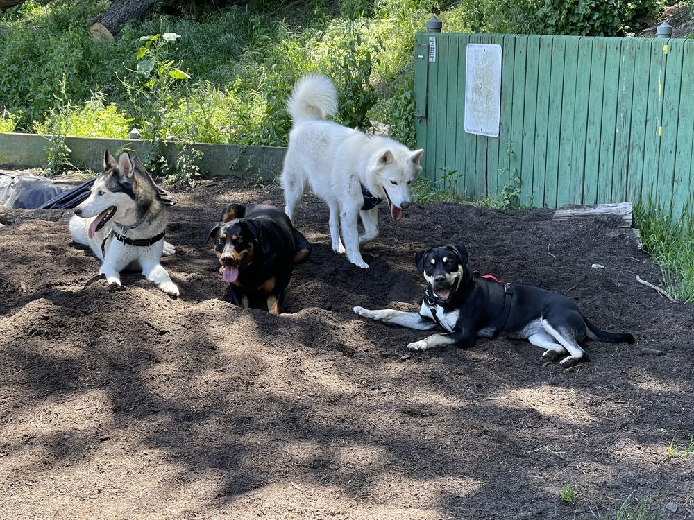 Upper Douglass Dog Park