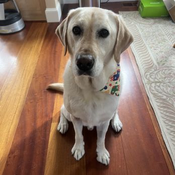 PrimePet Grooming - A clean and nice smelling yellow lab with a Christmas bandana. - Pet Groomers Near Me - North Hampton, New Hampshire