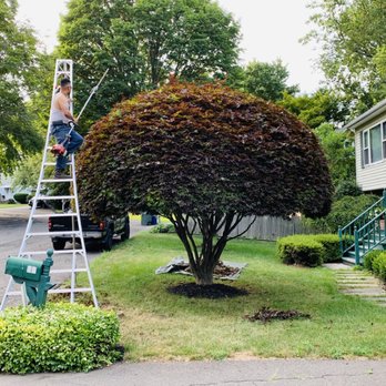 BJA Bros Landscaping Service - a man on a ladder trimming a tree - Landscaping Near Me BJA Bros Landscaping Service - a man on a ladder trimming a tree - Landscaping Near Me