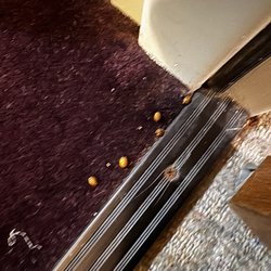 House On the Rock Resort - Bugs at the entrance to our room