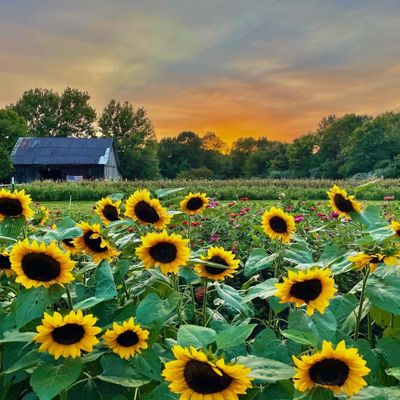 Bloom Ridge Farm (u-pick flower farm) by null