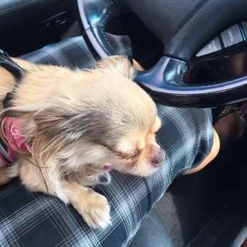 Dash Car Wash - I don't always take my dog to the car wash and hold him while I one arm vacuum, but when I do.. - Car Wash Near Me - Surprise, Arizona Dash Car Wash - I don't always take my dog to the car wash and hold him while I one arm vacuum, but when I do.. - Car Wash Near Me - Surprise, Arizona