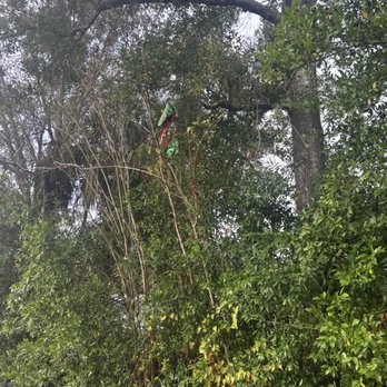Walmart Supercenter - There is the blooms way high up in the tree. But the weight that was holding the balloons down, stayed right where I put it! - Grocery Near Me - Lutz, Florida