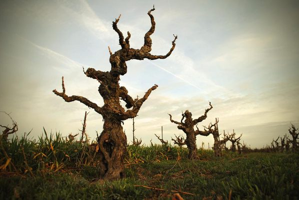Twisted Roots Winery by null