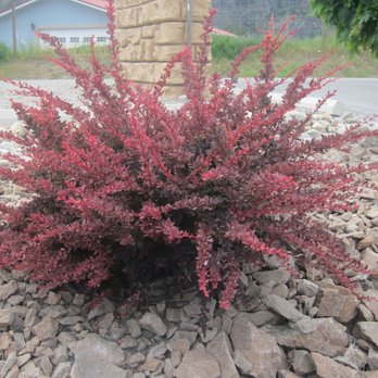 Wild Goose - a bush with red leaves - Wineries Near Me - Okanagan Falls, British Columbia Wild Goose - a bush with red leaves - Wineries Near Me - Okanagan Falls, British Columbia