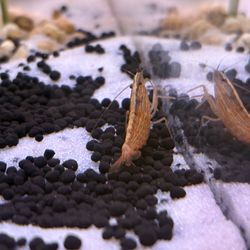 Aquatic Zoo Tropical Fish