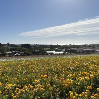 The Flower Fields - Venues & Event Spaces Near Me - Carlsbad, California The Flower Fields - Venues & Event Spaces Near Me - Carlsbad, California