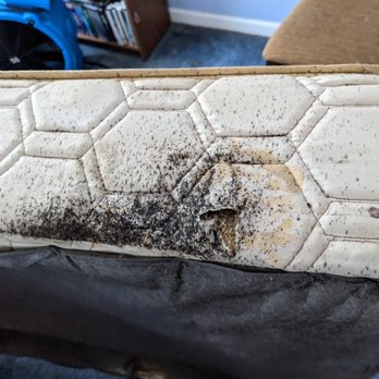 Ecoliving Pest Solutions - After time, this is what a bed bug infestation can look like. You really don't have to live like this. Please call for help.
765-205-8248. - Pest Control Near Me - Muncie, Indiana Ecoliving Pest Solutions - After time, this is what a bed bug infestation can look like. You really don't have to live like this. Please call for help.
765-205-8248. - Pest Control Near Me - Muncie, Indiana