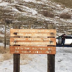 Bighorn Sheep Feeding Station