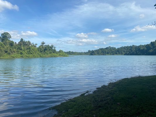 MacRitchie Reservoir by null