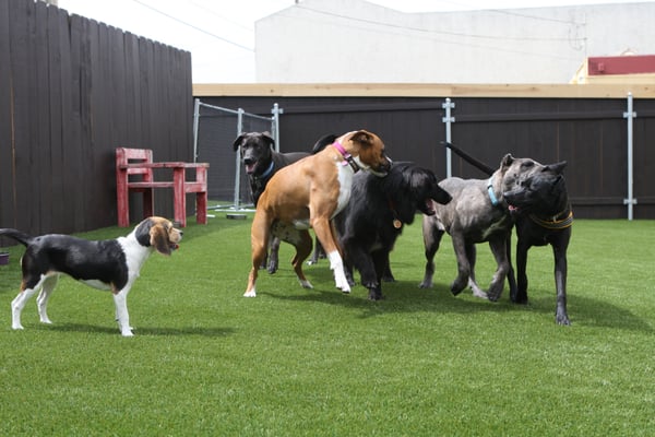 Canine To Five by null