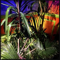 Bonita Mexican Steakhouse - Plants in the lobby
