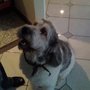 Photo of Tender Touch Dog Grooming & Boarding Kennels
