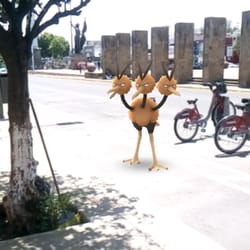 Safari Pokemon GDL