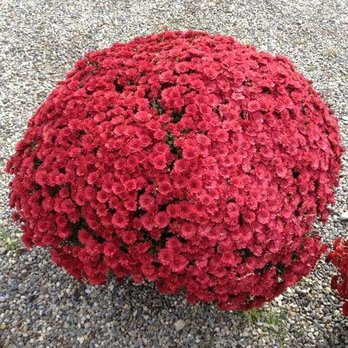 M & M Garden Supply - a red flower bush - Landscaping Near Me - Patterson, New York M & M Garden Supply - a red flower bush - Landscaping Near Me - Patterson, New York