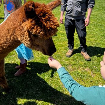 Triskelee Farm - Alpaca field - Venues & Event Spaces Near Me - West Linn, Oregon Triskelee Farm - Alpaca field - Venues & Event Spaces Near Me - West Linn, Oregon