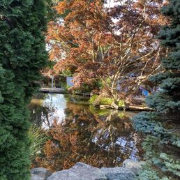 Koi fish pond Koi fish pond