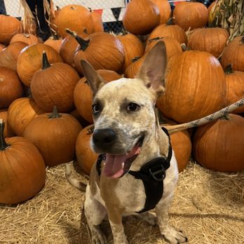 Tina's Pumpkin Patch - Super happy dog smile - Pumpkin Patches Near Me - Sherman Oaks, California Tina's Pumpkin Patch - Super happy dog smile - Pumpkin Patches Near Me - Sherman Oaks, California
