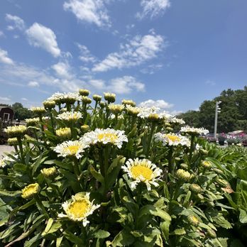 Farms View Roadstand - yellow and white flowers - Farmers Market Near Me - Wayne, New Jersey