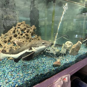 Animal Kingdom - NFS - Pet Stores Near Me - Pueblo, Colorado Animal Kingdom - NFS - Pet Stores Near Me - Pueblo, Colorado